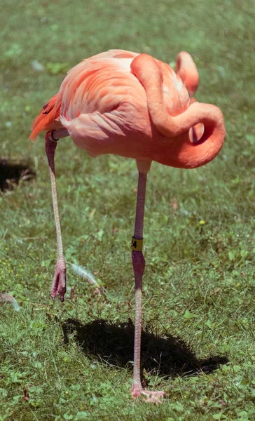 Schöner großer Flamingo im Zoo von Milwaukee — Stockfoto