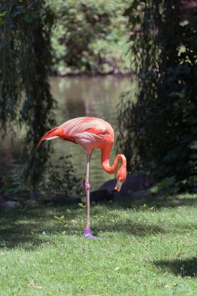 Beautiful big flamingo in a Milwaukee zoo — Stock Photo, Image