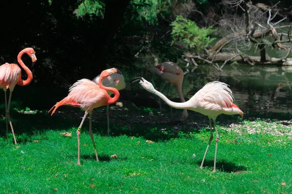 Schöner großer Flamingo im Zoo von Milwaukee — Stockfoto