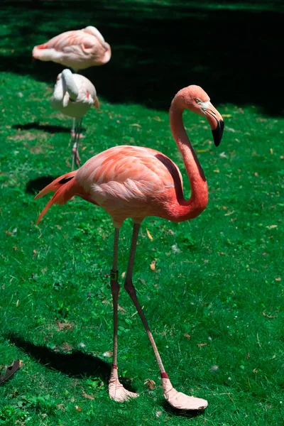 Schöner großer Flamingo im Zoo von Milwaukee — Stockfoto