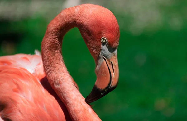 Schöner großer Flamingo im Zoo von Milwaukee — Stockfoto