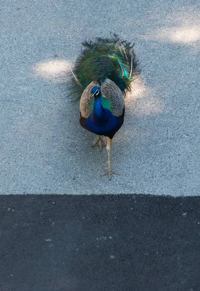 Schöner großer Pfau im Milwaukee Zoo — Stockfoto