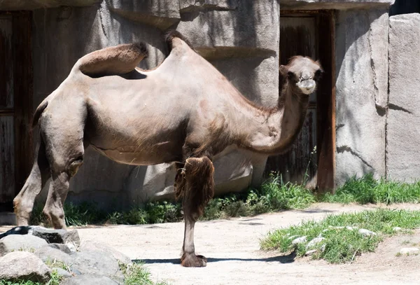 Big adult camel in a MIlwaukee zoo — Stock Photo, Image