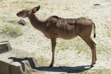 Büyük yetişkin waterbuck Milwaukee Hayvanat Bahçesi