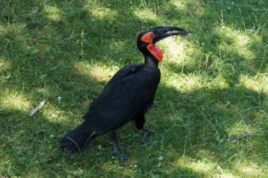 Yeşil çimenlerin üzerinde büyük siyah Kartallar