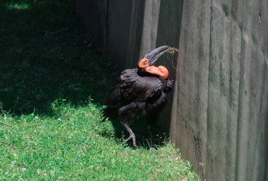 Yeşil çimenlerin üzerinde büyük siyah Kartallar