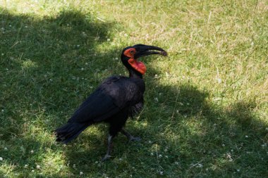 Yeşil çimenlerin üzerinde büyük siyah Kartallar