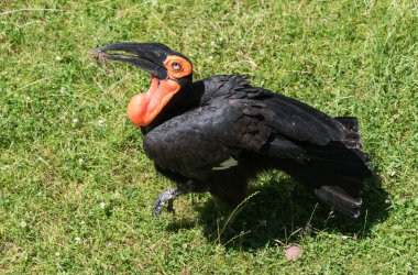 Yeşil çimenlerin üzerinde büyük siyah Kartallar