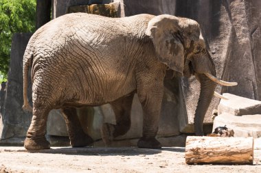Bir Milwaukee ilçe Hayvanat Bahçesi büyük fil