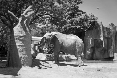 Bir Milwaukee ilçe Hayvanat Bahçesi büyük fil