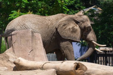 Bir Milwaukee ilçe Hayvanat Bahçesi büyük fil