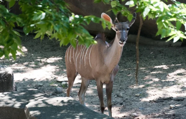 Stor vuxen waterbuck i Milwaukee zoo — Stockfoto