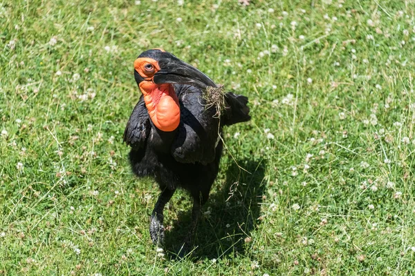 Big black hornbill on a green grass — Stock Photo, Image