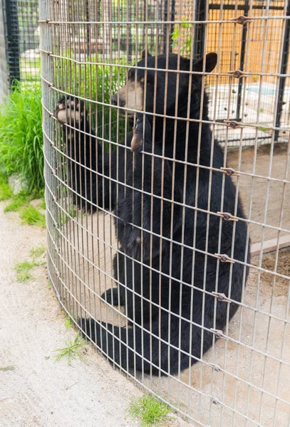 Gran oso pardo detrás de la valla en una granja — Foto de Stock