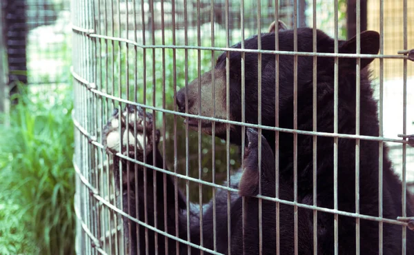 Gran oso pardo detrás de la valla en una granja — Foto de Stock