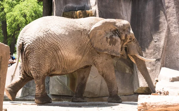 Big elephant in a Milwaukee county zoo — Stock Photo, Image