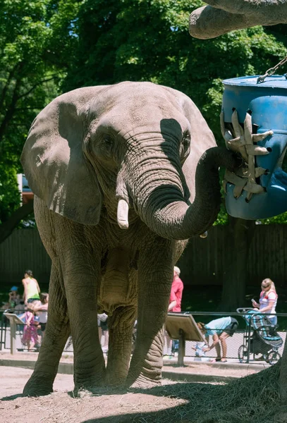 Um elefante grande num jardim zoológico de Milwaukee County — Fotografia de Stock
