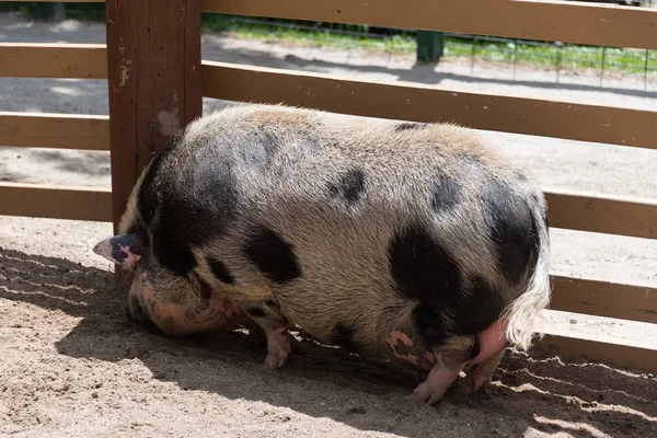 Stor fet gris på lantgård land — Stockfoto