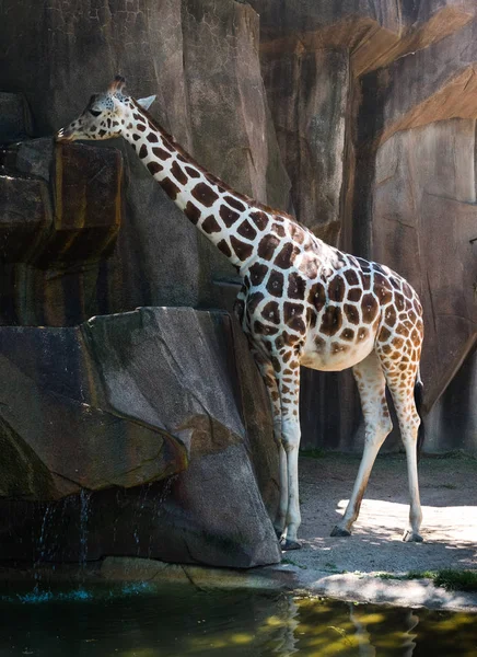 Grande girafe dans un zoo du comté de Milwaukee — Photo