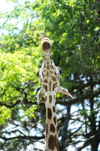 Grande girafe dans un zoo du comté de Milwaukee — Photo