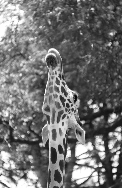 Grande girafe dans un zoo du comté de Milwaukee — Photo