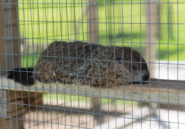 Μεγάλο groundhog σε ζωολογικό κήπο πίσω από ένα φράχτη — Φωτογραφία Αρχείου