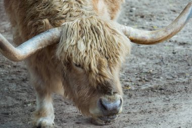 Büyük kıllı buffalo bir ülke çiftlikte