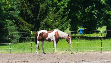 Milwaukee'de istikrarlı bir büyük ata