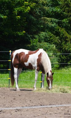 Milwaukee'de istikrarlı bir büyük ata