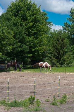 Milwaukee'de istikrarlı bir büyük ata