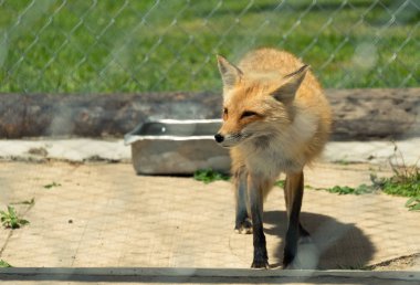 Kırmızı tilki Milwaukee Hayvanat Bahçesi