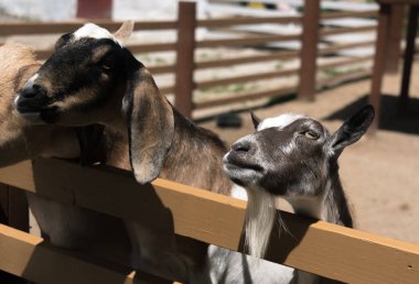 Bir ülke yan çiftlikte büyük genç keçi