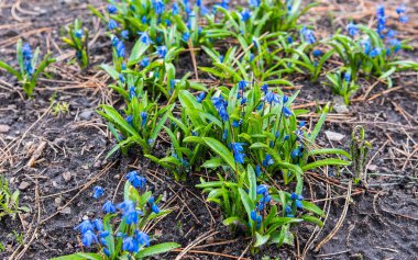 Mavi bahar çiçekleri