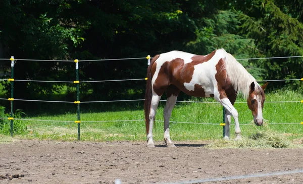 Caballo grande en un establo en Milwaukee —  Fotos de Stock