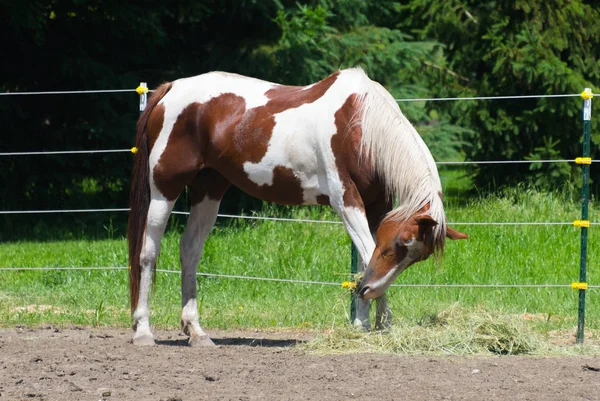 Caballo grande en un establo en Milwaukee —  Fotos de Stock