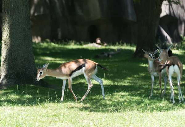 Grande impala na grama verde no campo — Fotografia de Stock