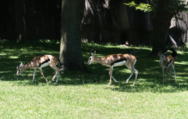 Gran impala en la hierba verde en el campo — Foto de Stock