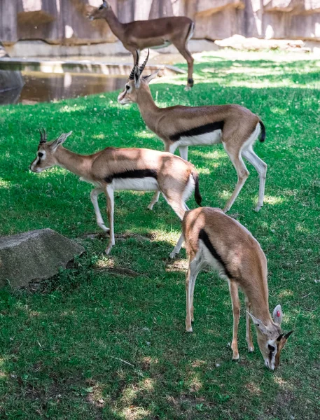 Duże impala na zielonej trawie na polu — Zdjęcie stockowe
