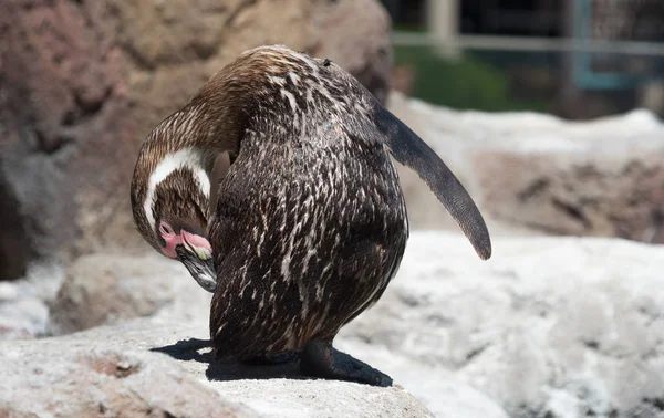 Pinguim grande em uma rocha em um zoológico — Fotografia de Stock