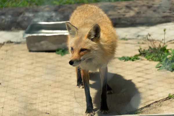 Mladá liška v Milwaukee zoo — Stock fotografie