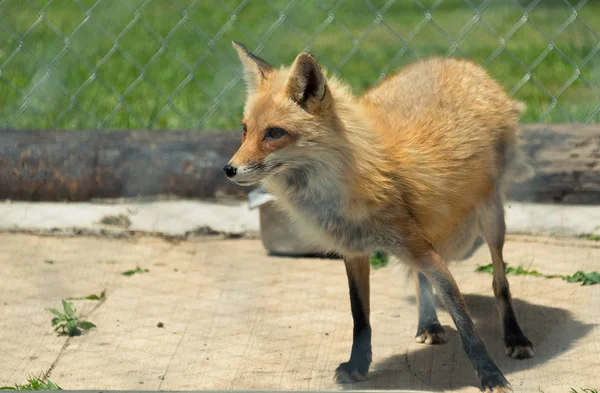 Jovem raposa vermelha em um zoológico de Milwaukee — Fotografia de Stock