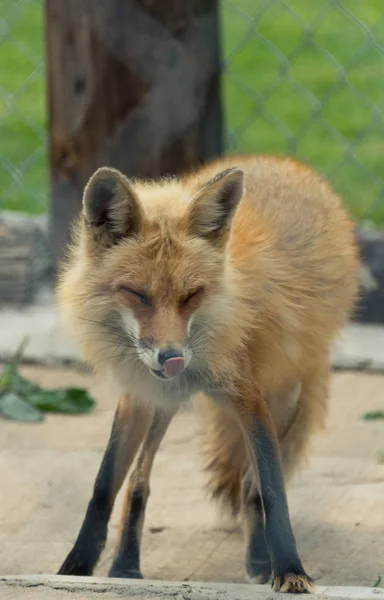 Młodych red fox w Milwaukee zoo — Zdjęcie stockowe