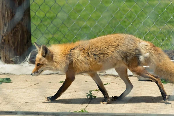 Jeune renard roux dans un zoo de Milwaukee — Photo