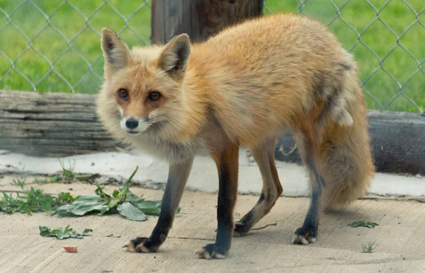 Jovem raposa vermelha em um zoológico de Milwaukee — Fotografia de Stock