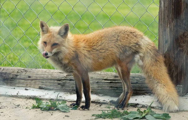 Jeune renard roux dans un zoo de Milwaukee — Photo