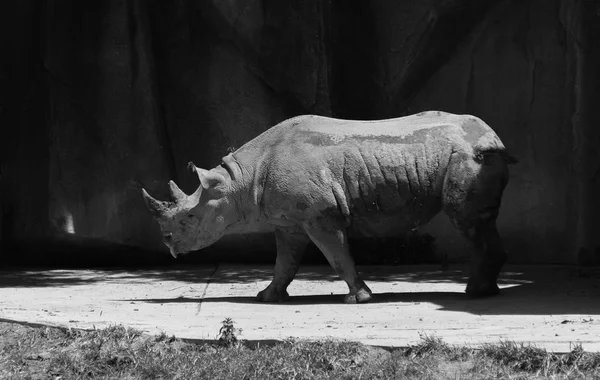 Big rhino in a Milwaukee county zoo — Stock Photo, Image