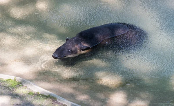 ミルウォーキー郡動物園で泳ぐ大きなバク — ストック写真