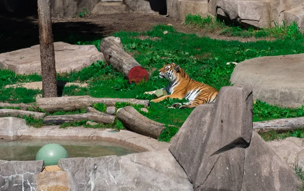 躺在绿草上的大老虎 — 图库照片