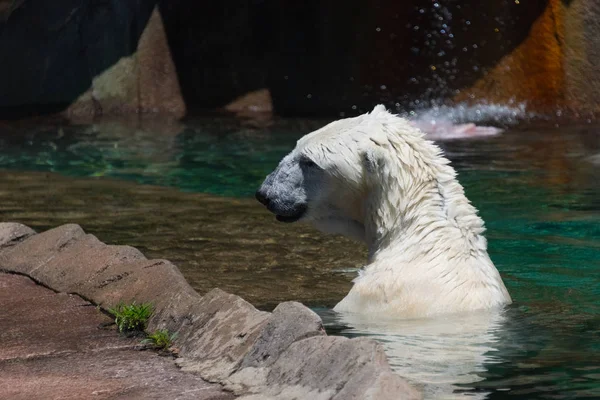 Urso branco grande em uma água em um zoológico — Fotografia de Stock
