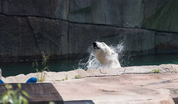 Großer weißer Bär im Wasser eines Zoos — Stockfoto